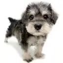 ミニチュア・シュナウザー