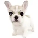 フレンチブルドッグ