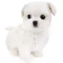 MIX(チワワ×マルチーズ)