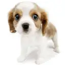 キャバリア・キングチャールズ・スパニエル