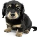 カニンヘン・ダックスフント