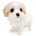 MIX(キャバリアキングチャールズスパニエル×ビションフリーゼ)