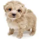 MIX（マルチーズ×トイプードル）