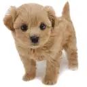 MIX（トイプードル×マルチーズ）