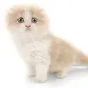 スコティッシュフォールド