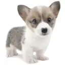 ウェルシュコーギーペンブローク