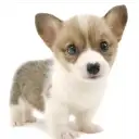 ウェルシュコーギーペンブローク