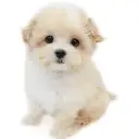 MIX(マルチーズ×トイプードル)