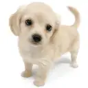 MIX(チワワ×ミニチュアダックスフント)