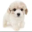 MIX（キャバリアキングチャールズスパニエル×ビションフリーゼ）