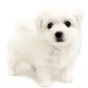 ビションフリーゼ