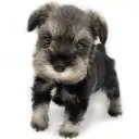 ミニチュア・シュナウザー