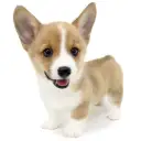 ウェルシュコーギーペンブローク