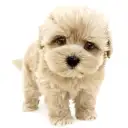 MIX（マルチーズ×トイプードル）