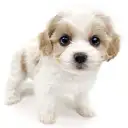 MIX(キャバリアキングチャールズスパニエル×ビションフリーゼ)