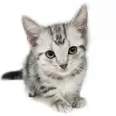 アメリカンショートヘア