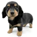 ミニチュア・ダックスフント