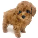 トイ・プードル