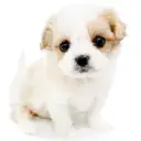 MIX（キャバリアキングチャールズスパニエル×ビションフリーゼ）