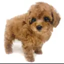 トイ・プードル