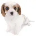 キャバリア・キングチャールズ・スパニエル