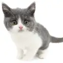 ブリティッシュショートヘア