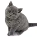 ブリティッシュショートヘア