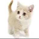 ブリティッシュショートヘア