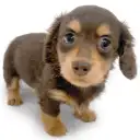 ミニチュア・ダックスフント