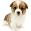 ウェルシュコーギーペンブローク