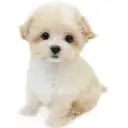 MIX（マルチーズ×トイプードル）