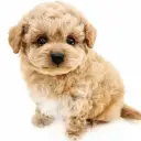 MIX（チワワ×トイプードル）