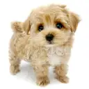 MIX(マルチーズ×トイプードル)