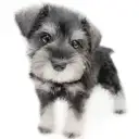 ミニチュア・シュナウザー