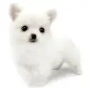 MIX(ポメラニアン×チワワ)