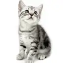 アメリカンショートヘア