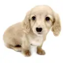 ミニチュア・ダックスフント