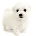 ビションフリーゼ