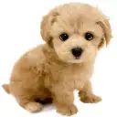 MIX（マルチーズ×トイプードル）