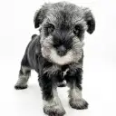 ミニチュア・シュナウザー