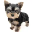 ヨークシャーテリア