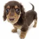 ミニチュア・ダックスフント