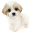 MIX（キャバリアキングチャールズスパニエル×ビションフリーゼ）