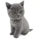 ブリティッシュショートヘア