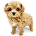 MIX（マルチーズ×トイプードル）