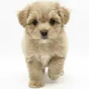 MIX（マルチーズ×トイプードル）