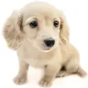 ミニチュア・ダックスフント