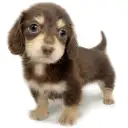 カニンヘン・ダックスフント