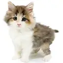 ノルウェージャンフォレストキャット