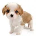 キャバリア・キングチャールズ・スパニエル